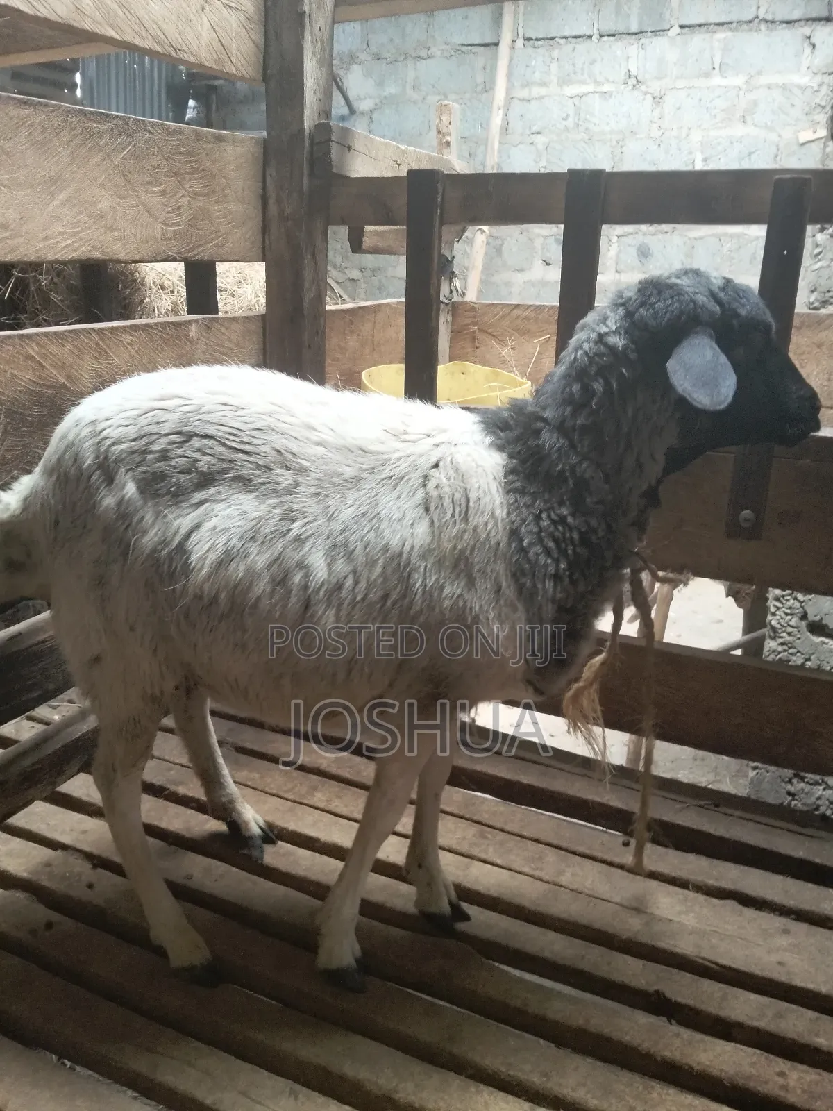 Sheep for Meat.
