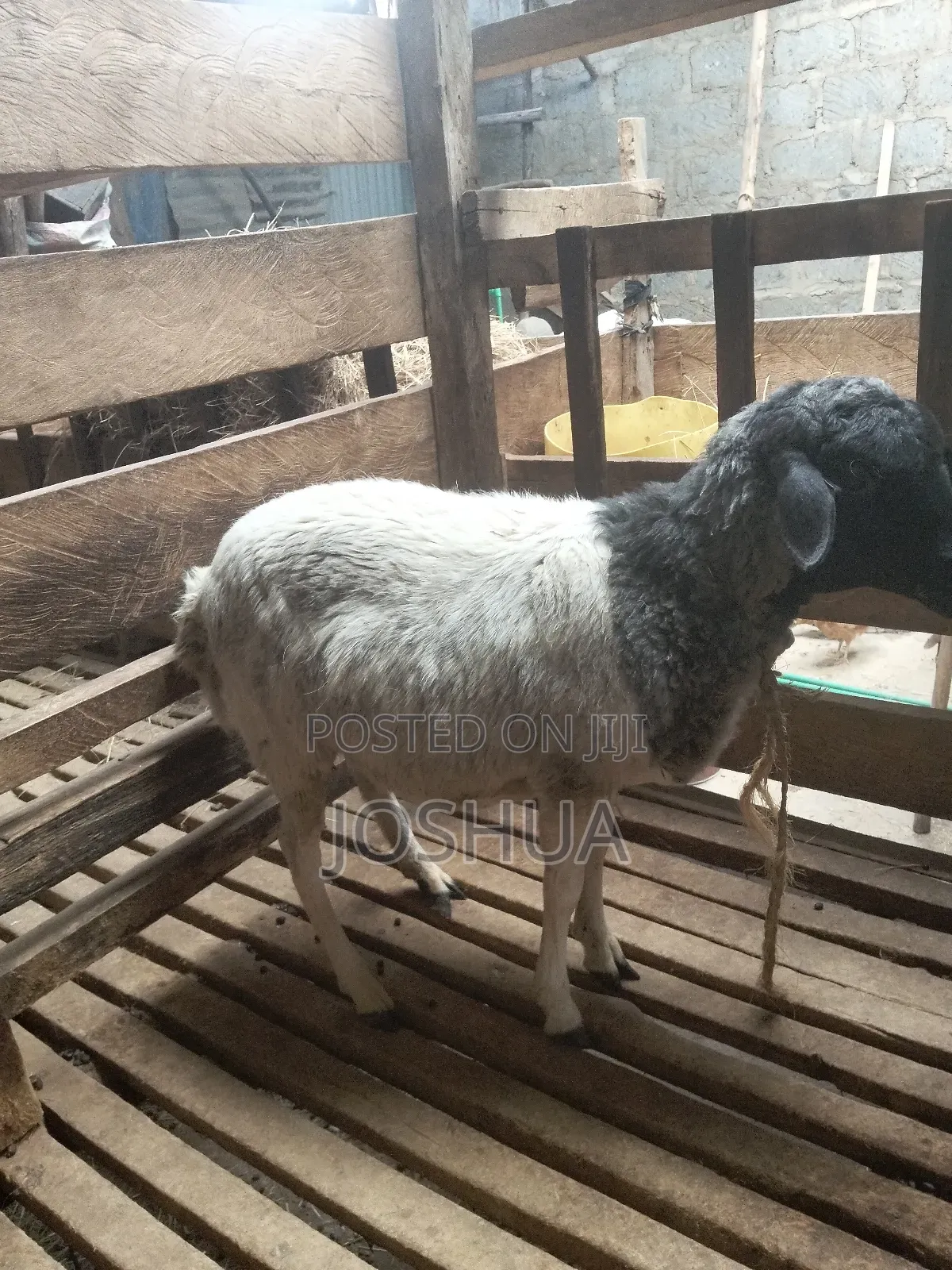 Sheep for Meat.
