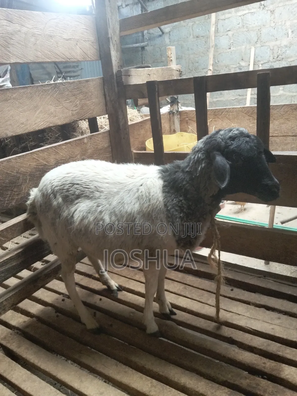 Sheep for Meat.