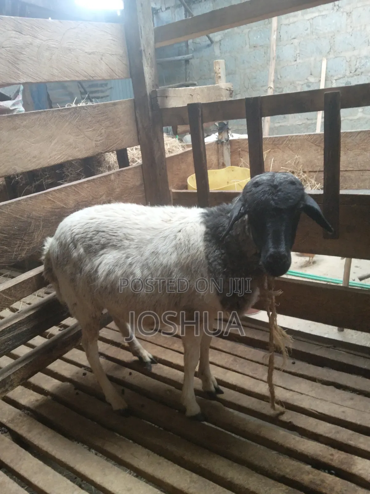 Sheep for Meat.