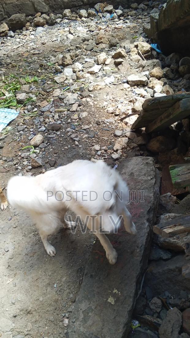 6-12 months Female Purebred Japanese Spitz