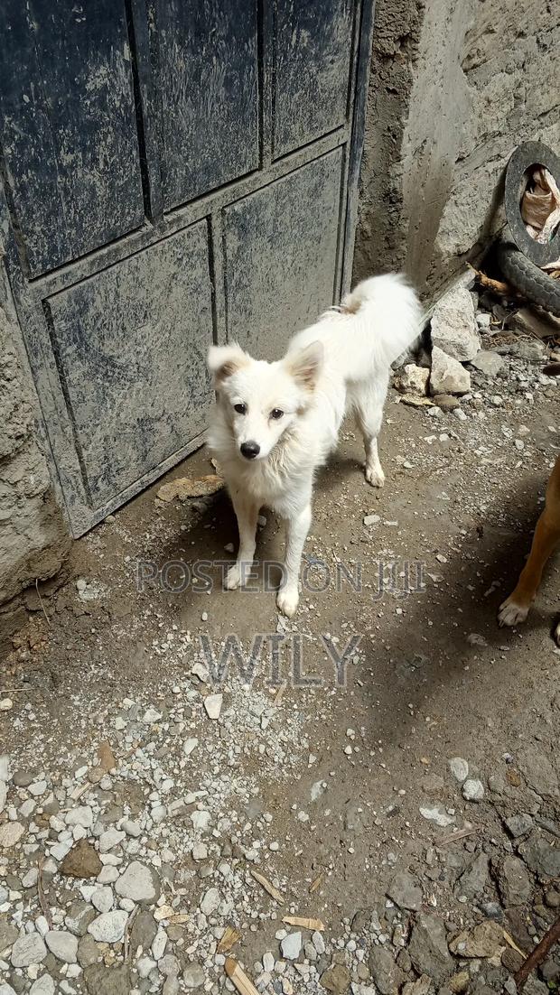 6-12 months Female Purebred Japanese Spitz - thumbnail 2