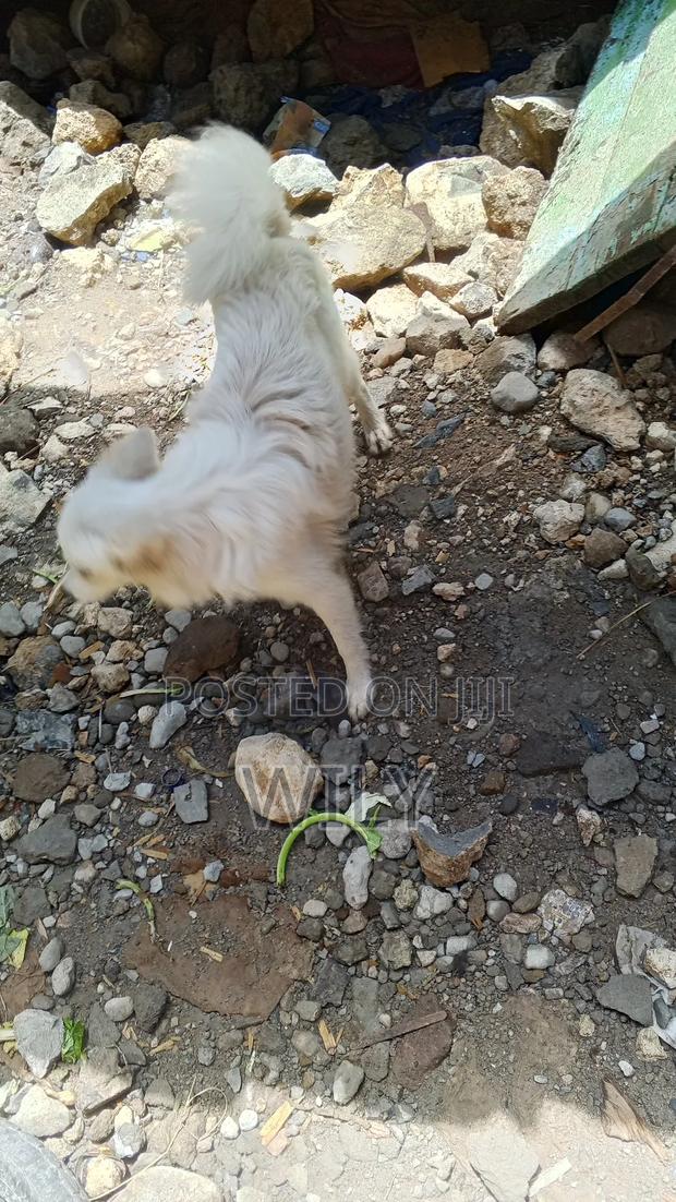 6-12 months Female Purebred Japanese Spitz - thumbnail 3
