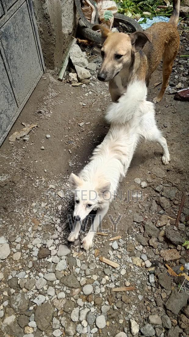 6-12 months Female Purebred Japanese Spitz - thumbnail 4