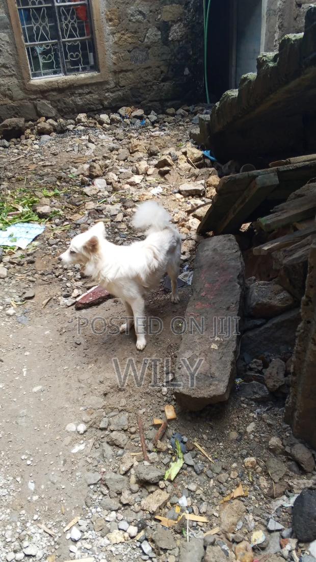 6-12 months Female Purebred Japanese Spitz - thumbnail 5