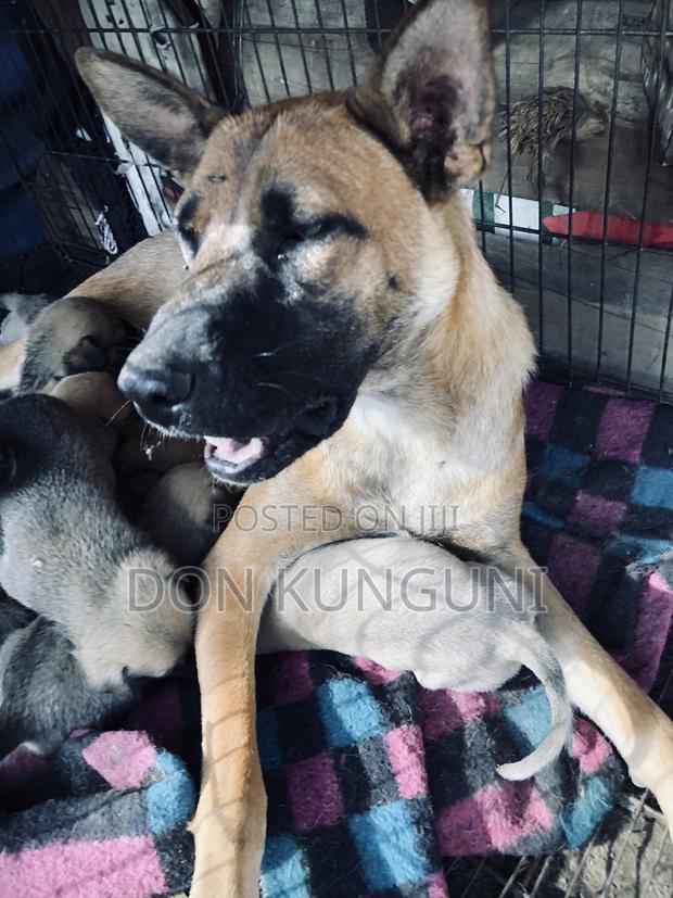 1+ year Female Mixed Breed Boerboel - thumbnail 3