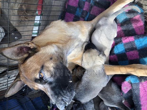 1+ year Female Mixed Breed Boerboel - thumbnail 4