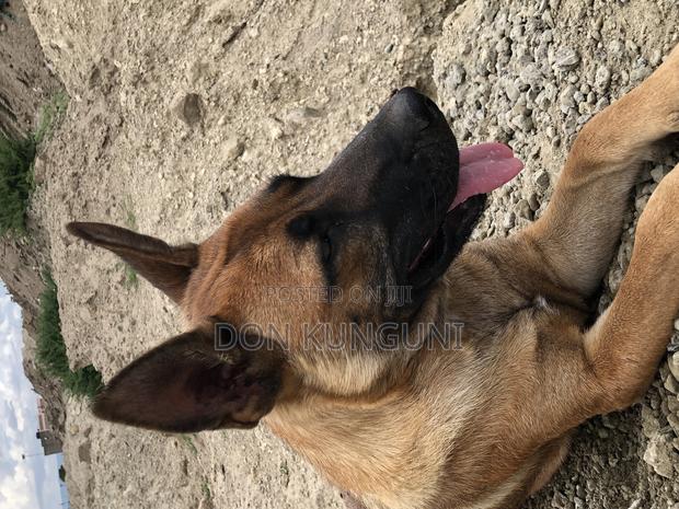 1+ year Female Mixed Breed Boerboel - main view