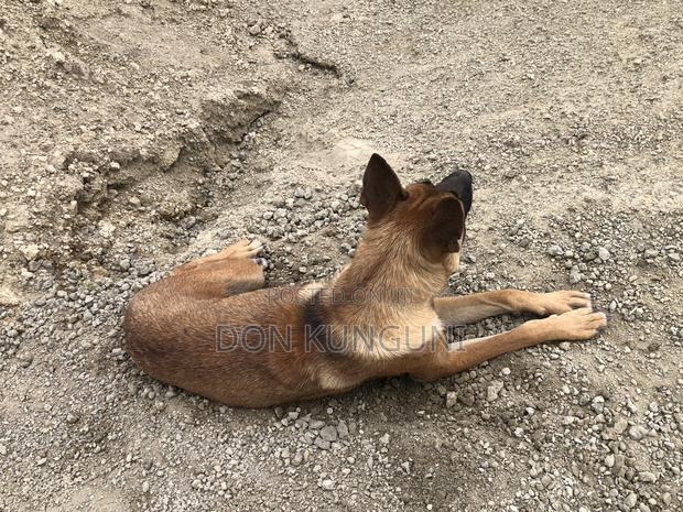 1+ year Female Mixed Breed Boerboel - thumbnail 2