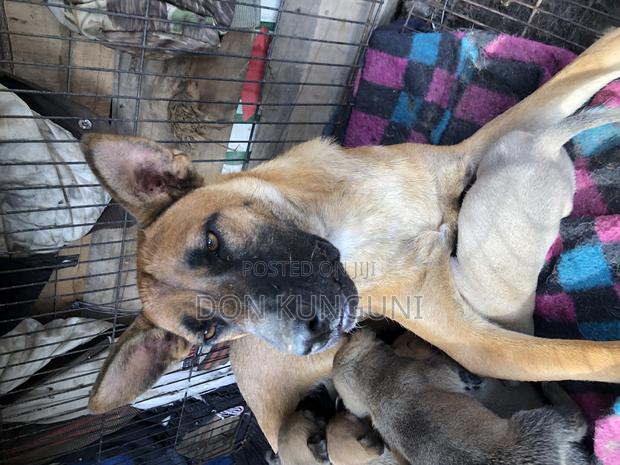 1+ year Female Mixed Breed Boerboel - thumbnail 5