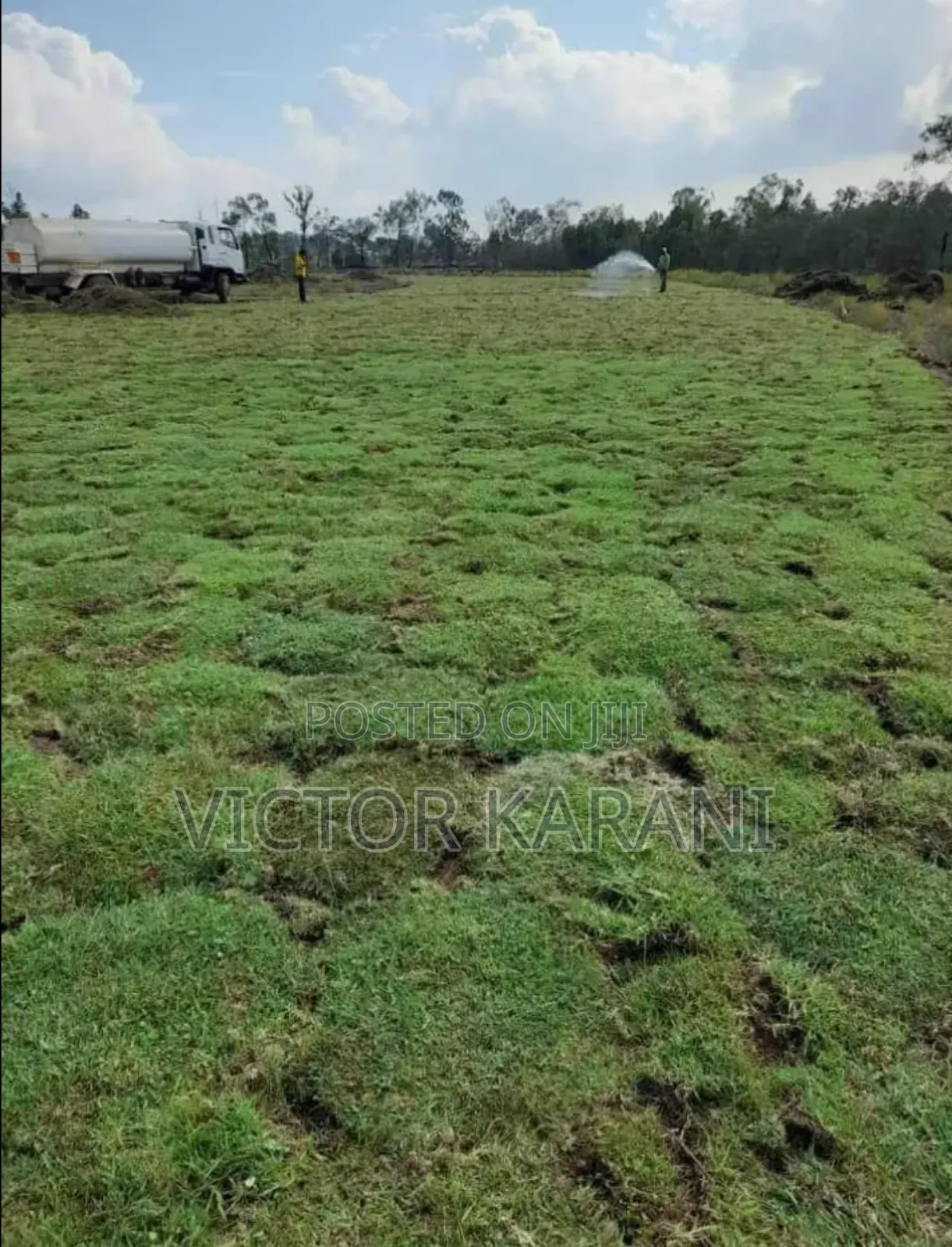 Carpet Grass
