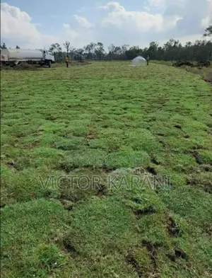 Carpet Grass