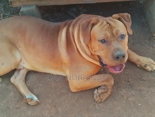 1+ year Male Purebred Boerboel
