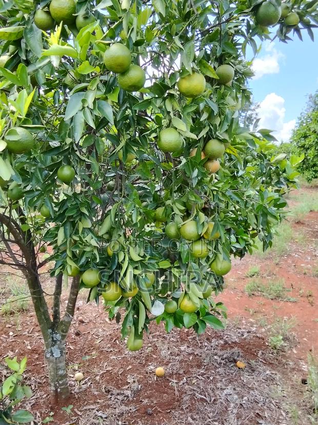 Pixie Oranges