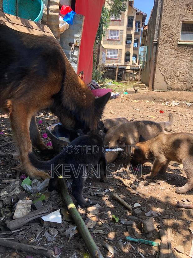 0-1 month Male Purebred German Shepherd
