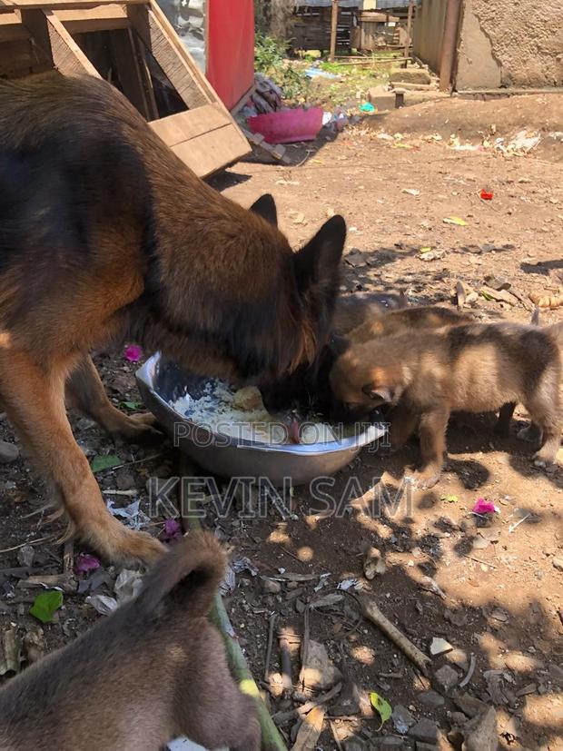 0-1 month Male Purebred German Shepherd - thumbnail 5
