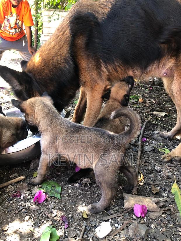 0-1 month Male Purebred German Shepherd - thumbnail 4