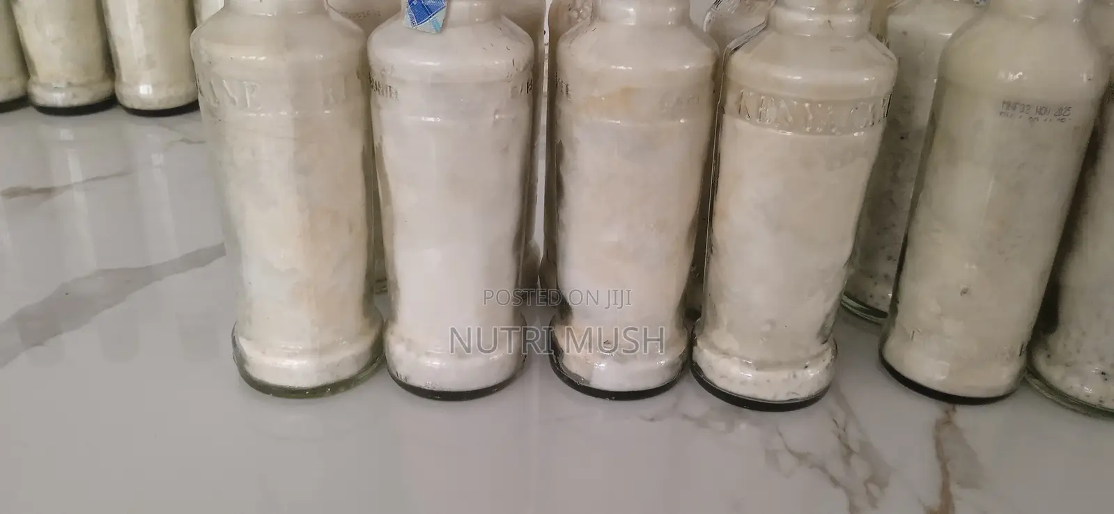White Oyster Mushroom Seeds/Spawn