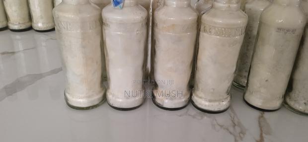 White Oyster Mushroom Seeds/Spawn