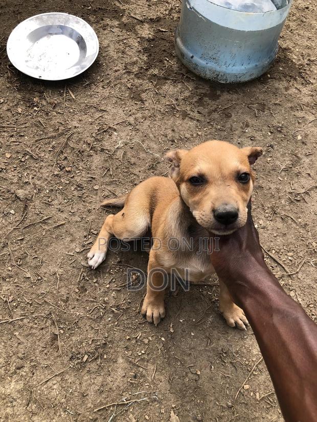 1-3 months Female Mixed Breed American Pit Bull Terrier