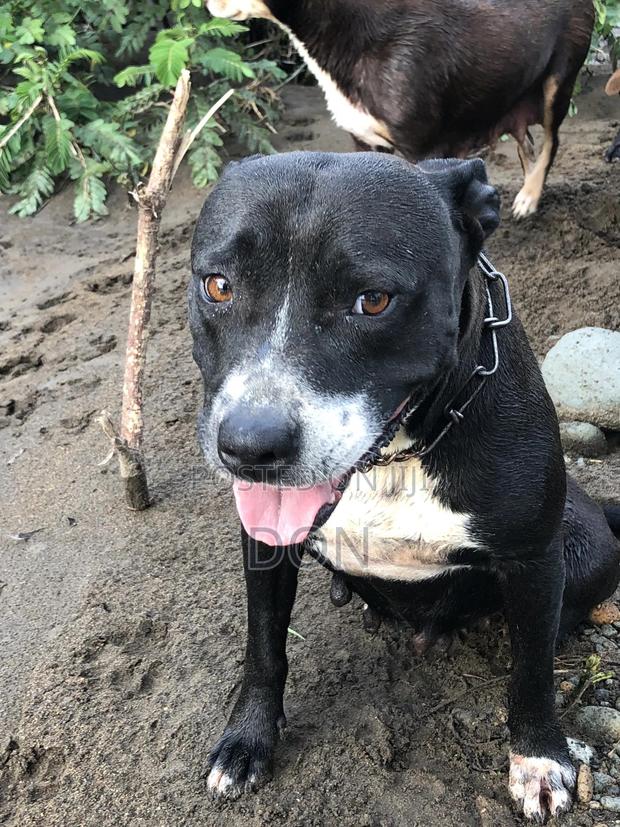 1+ year Female Purebred American Pit Bull Terrier