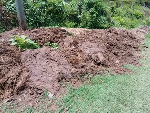 Cow Dung Manure Available