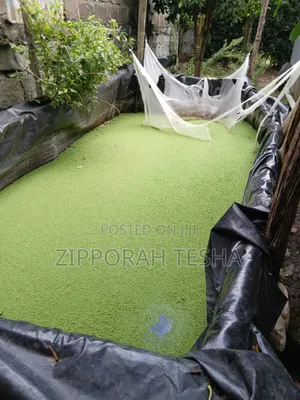 Azolla Seeds Available