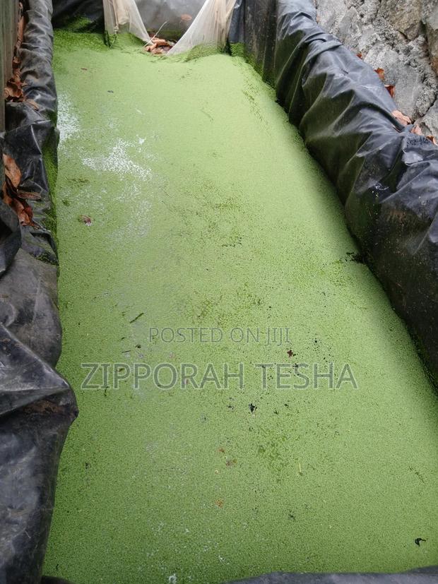 Fresh Azolla Seeds - thumbnail 4