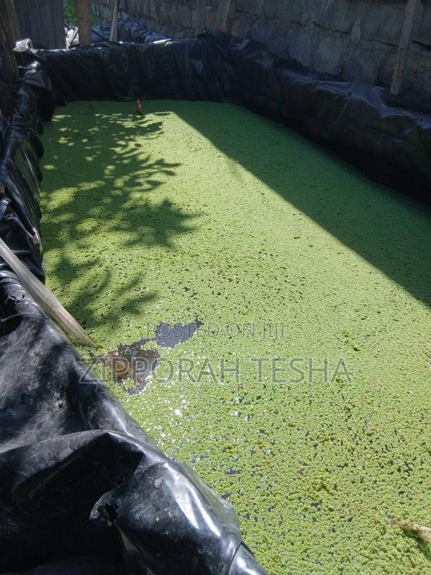 Fresh Azolla Seeds - thumbnail 5