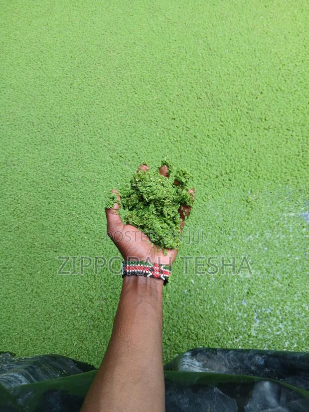 Fresh Azolla Seeds - thumbnail 3