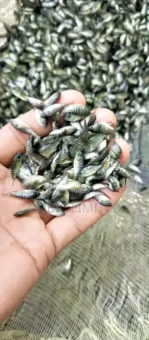Fish Fingerlings on Sale