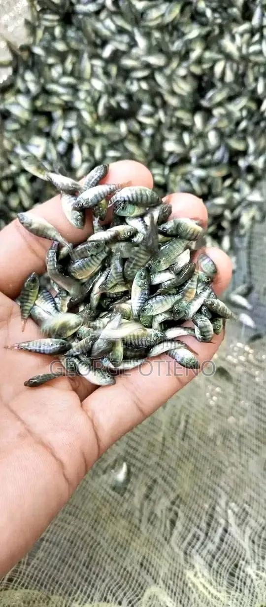 Fish Fingerlings on Sale