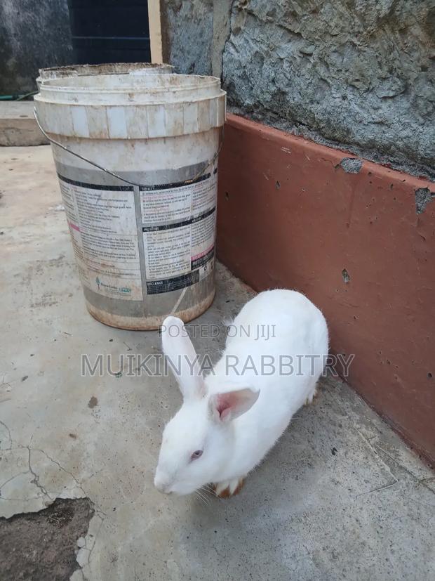 Buy One Get One Free. Mature 6 Month Old Female Hybrid Rabbits.