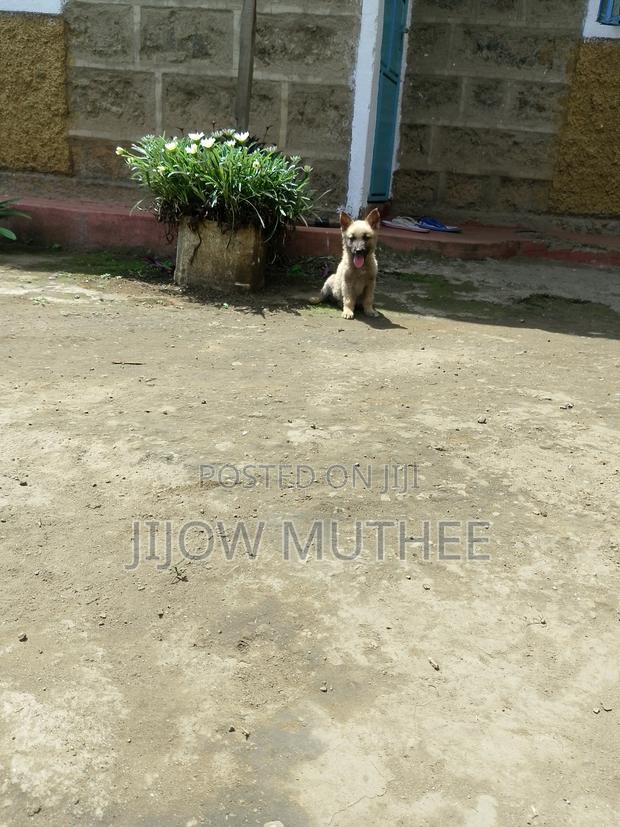 1-3 months Female Purebred Belgian Malinois - thumbnail 4