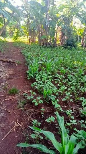 1acreland for Sale at Ikundu Maragua