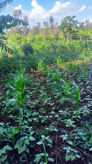 1acreland for Sale at Ikundu Maragua
