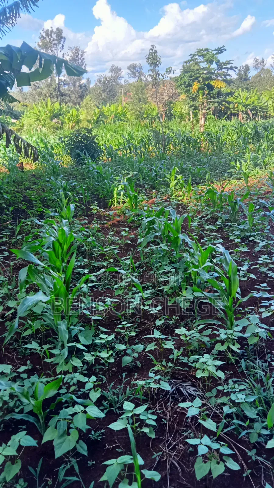1acreland for Sale at Ikundu Maragua