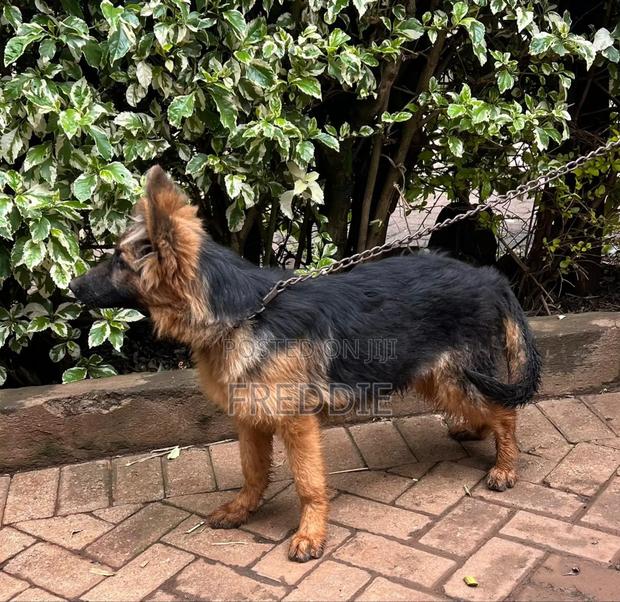 3-6 months Female Purebred German Shepherd