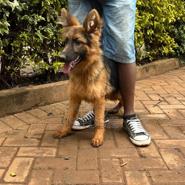 3-6 months Female Purebred German Shepherd - thumbnail 2