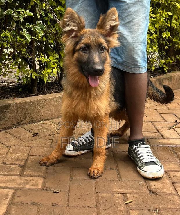 3-6 months Female Purebred German Shepherd - thumbnail 3
