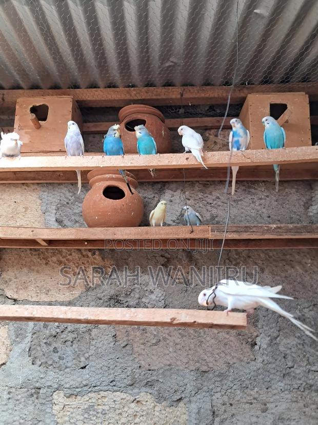 Budgies Parrots