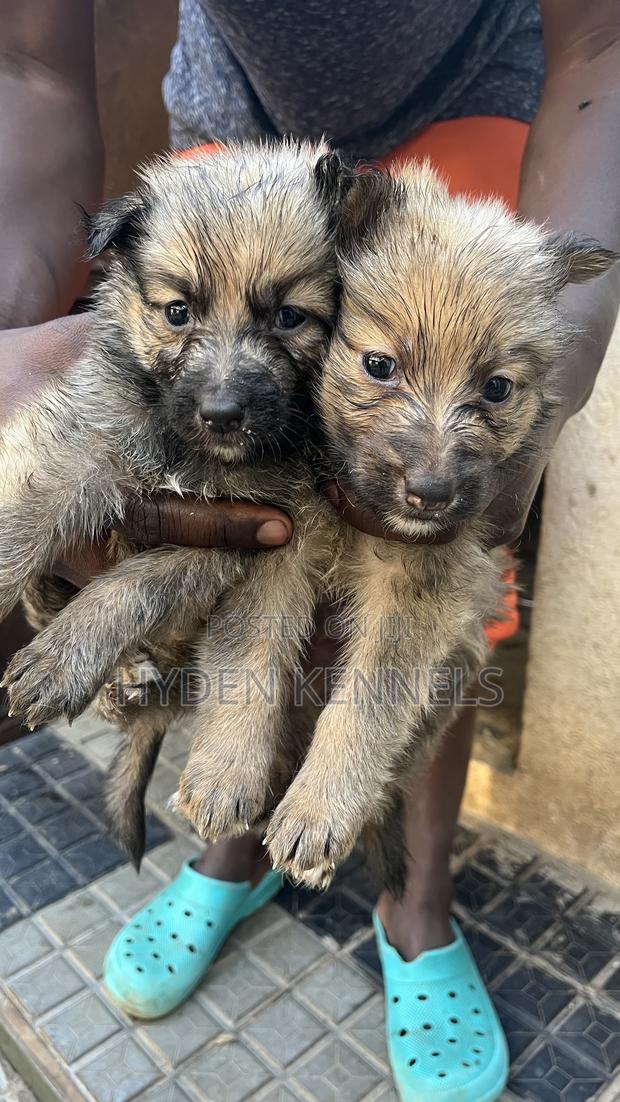1-3 months Female Mixed Breed German Shepherd - thumbnail 7
