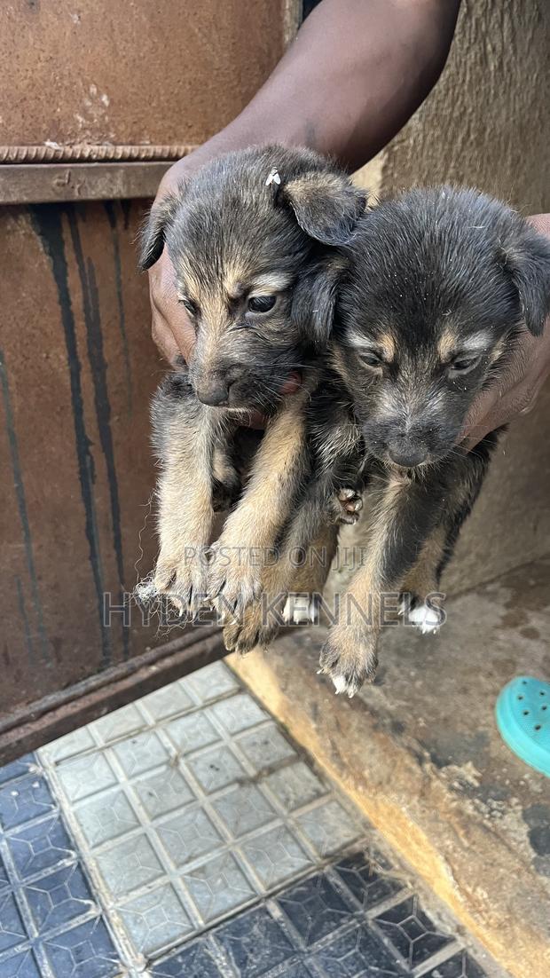 1-3 months Female Mixed Breed German Shepherd - thumbnail 6