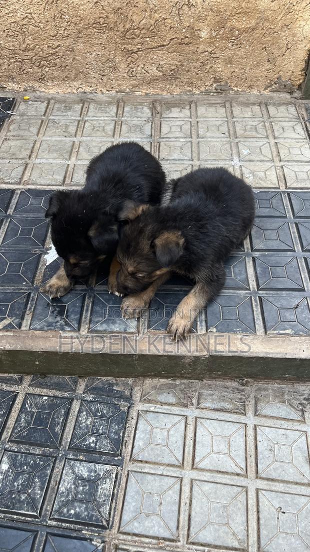 1-3 months Female Mixed Breed German Shepherd - thumbnail 3