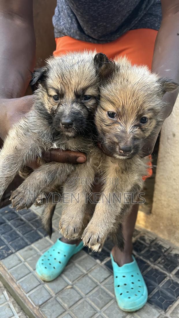 1-3 months Female Mixed Breed German Shepherd - thumbnail 8