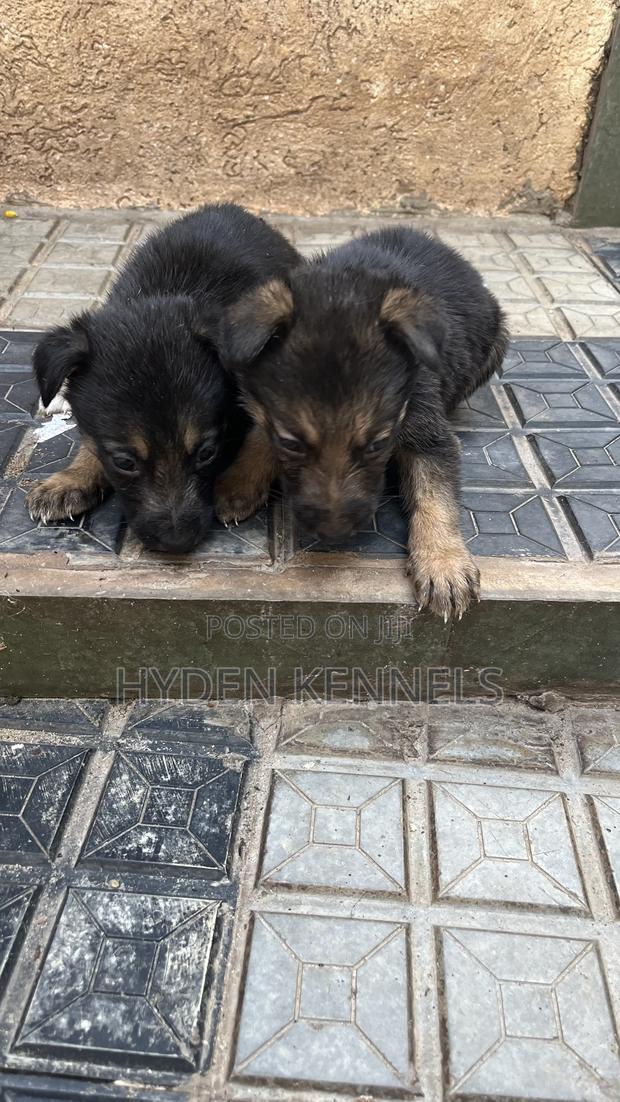 1-3 months Female Mixed Breed German Shepherd - thumbnail 5