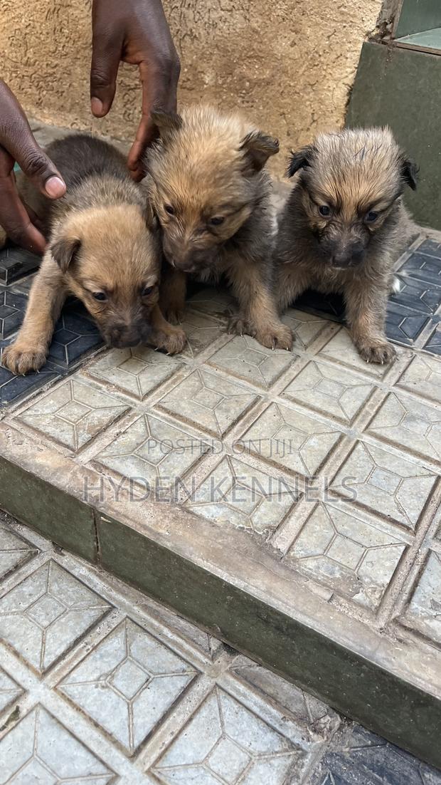 1-3 months Female Mixed Breed German Shepherd
