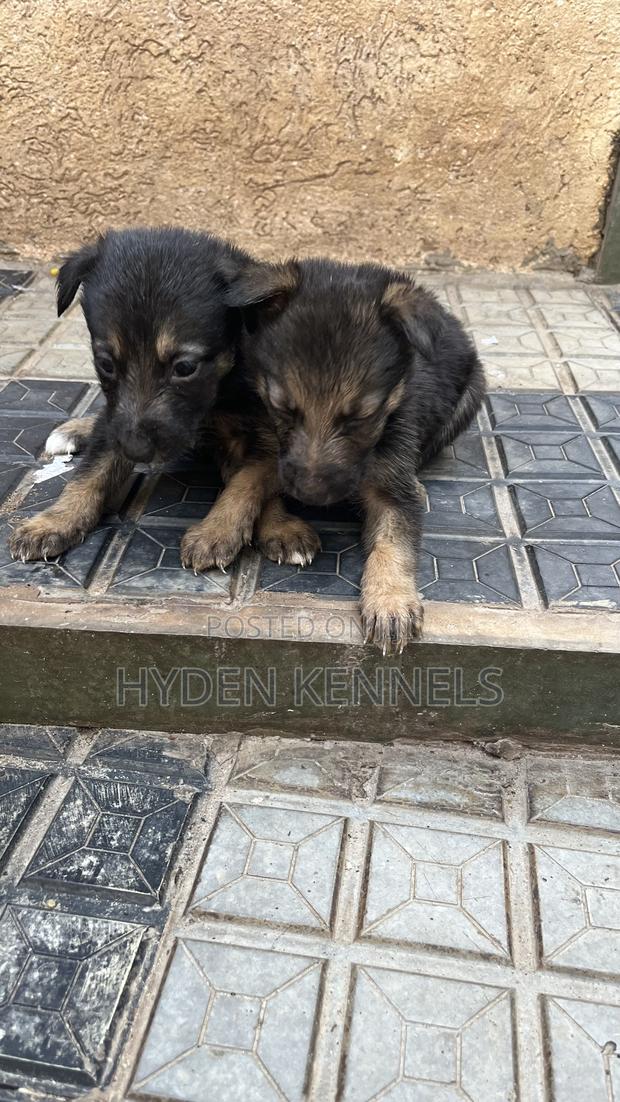 1-3 months Female Mixed Breed German Shepherd - thumbnail 4