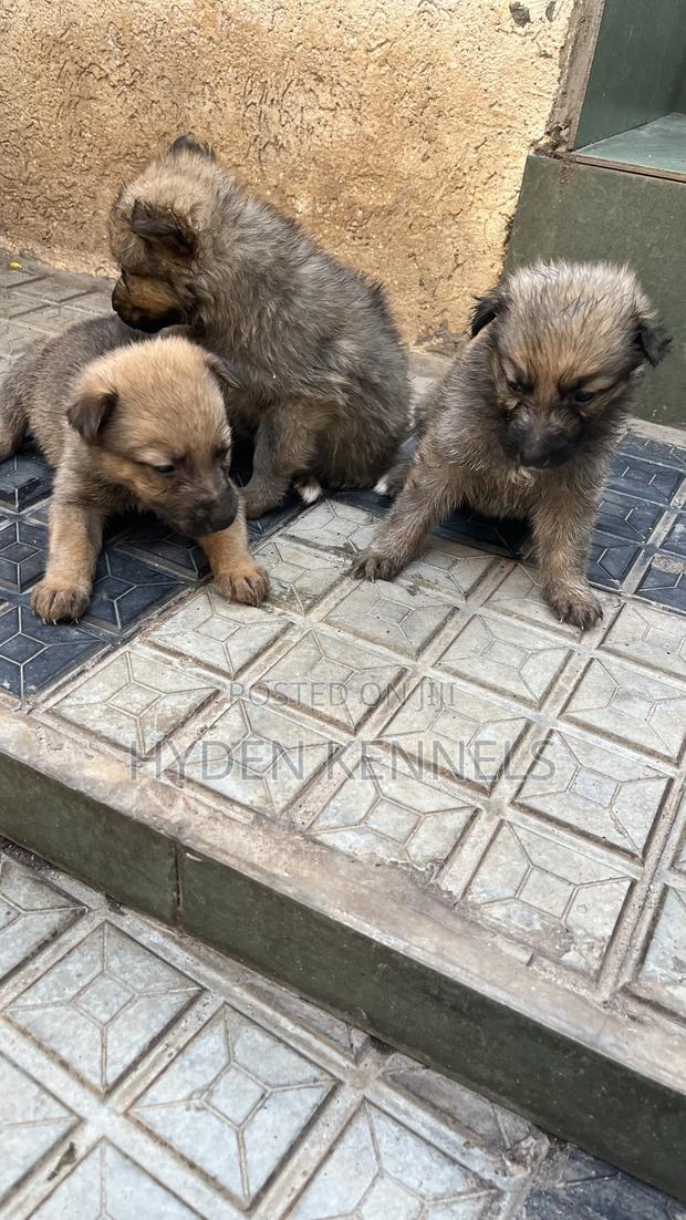 1-3 months Female Mixed Breed German Shepherd - thumbnail 2