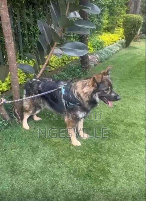 3-6 months Female Mixed Breed German Shepherd